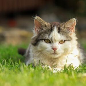 Katze
