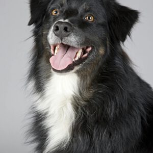 Hund