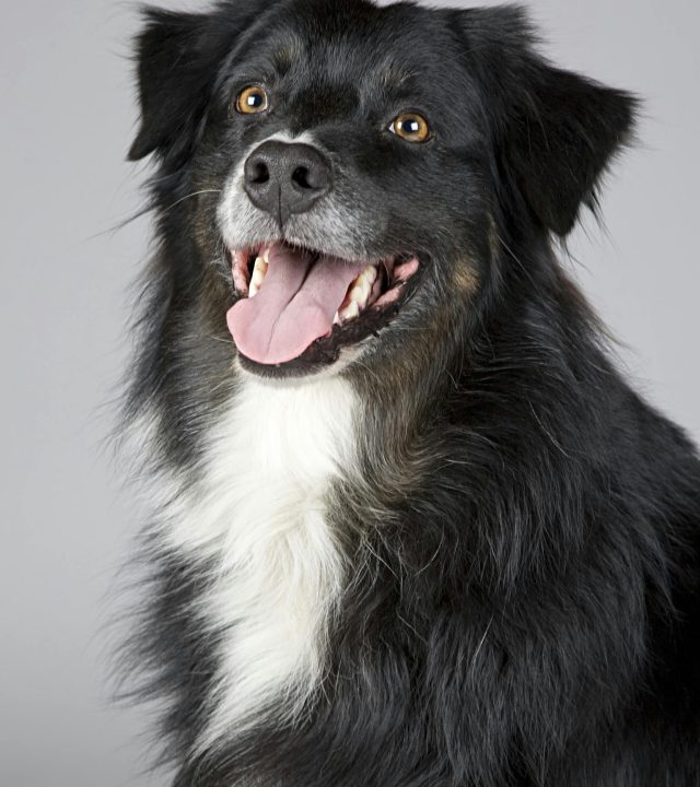 pexels-photo-220938-220938 Close-up portrait of a joyful Border Collie with a playful expression. Perfect for pet enthusiasts.